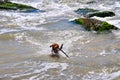 Dog on the water