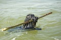 Dog in water returning with stick