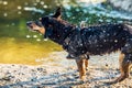 dog water shaking near river