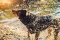 dog water shaking near river