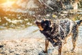 dog water shaking near river after swimming Royalty Free Stock Photo