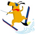 Dog on water skiing. The pet is engaged in summer sports like human. Skiing dog