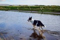 Dog in the water stream river ripples black and white wet fur pointy ears