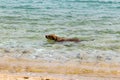 The dog in the water, swim, splash Royalty Free Stock Photo