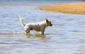 Dog in the water