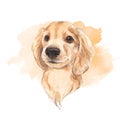 Dog. Watercolor illustration.