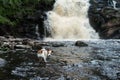 dog at the waterfall. Little brave jack russell terrier in nature