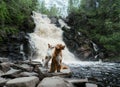 dog at the waterfall. Little brave jack russell terrier in nature