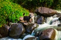 dog at the waterfall in nature. Travel and hiking with an active pet. Puppy Day