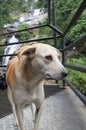 Dog on the waterfall. Pet on the nature.