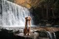 The dog at the waterfall. Pet on nature. Outside the house. Nova Scotia duck tolling Retriever Royalty Free Stock Photo