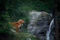 Dog at the waterfall. Pet on nature. Outside. Nova Scotia duck tolling Retriever Royalty Free Stock Photo