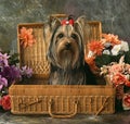 Dog in a wattle case