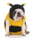 Dog wear bee costume Royalty Free Stock Photo