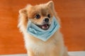 Dog wearing air pollution mask for protect dust PM2.5,Pomeranian, small breed dogs, put on a health mask