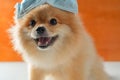 Dog wearing air pollution mask for protect dust PM2.5,Pomeranian, small breed dogs, put on a health mask