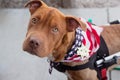 Dog wearing an American flag bandana sitting next to a bike Royalty Free Stock Photo