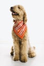 Dog wearing bandana