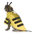 Dog wearing bee costume Royalty Free Stock Photo