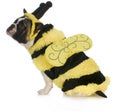 Dog wearing bee costume Royalty Free Stock Photo