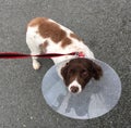 Dog wearing cone of shame Royalty Free Stock Photo