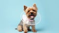 dog wearing a cone after surgery, Treatment on blue background. Banner. Royalty Free Stock Photo