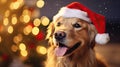 the dog wearing a cozy winter sweater and a Santa Claus hat. the dog against a bright, cheerful background adorned with Royalty Free Stock Photo