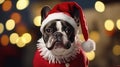 the dog wearing a cozy winter sweater and a Santa Claus hat. the dog against a bright, cheerful background adorned with Royalty Free Stock Photo