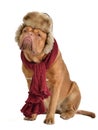 Dog wearing fur cap with ear flaps and a scarf