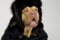 Dog wearing fur coat and cap with ear flaps