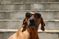 Dog wearing glasses Royalty Free Stock Photo