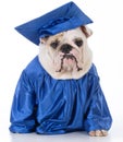 Dog wearing graduate gown