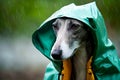 Dog wearing green raincoat and yellow rain coat on it's head. Generative AI