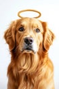 A dog wearing a halolike crown, ideal for use in whimsical or humorous contexts Royalty Free Stock Photo
