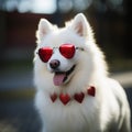 dog wearing heart-shaped glasses Royalty Free Stock Photo