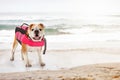 Dog Wearing Life Jacket on Beach