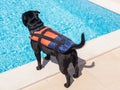 Dog wearing a life jacket by the side of a swimming pool Royalty Free Stock Photo