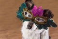 Dog wearing Mardi Gras mask