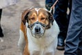 A dog wearing a muzzle on a leash Royalty Free Stock Photo