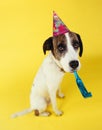 Dog wearing party hat with squeaker in mouth Royalty Free Stock Photo