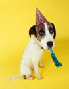 Dog wearing party hat with squeaker in mouth Royalty Free Stock Photo