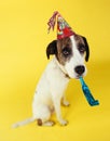 Dog wearing party hat with squeaker in mouth Royalty Free Stock Photo