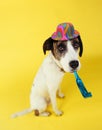 Dog wearing party hat with squeaker in mouth Royalty Free Stock Photo