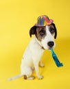 Dog wearing party hat with squeaker in mouth Royalty Free Stock Photo