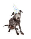 Dog Wearing Pawprint Party Hat