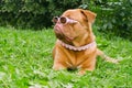 Dog wearing pink glasses and collar in the grass