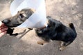 Dog wearing plastic cone collar on neck jumps to reach man`s hand, dog with plastic dog collar medically treated, outdoor on sunn