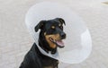 Dog wearing a plastic E-collar, also known as Elizabethan collar or pet cone Royalty Free Stock Photo