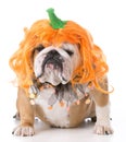 dog wearing pumpkin costume Royalty Free Stock Photo