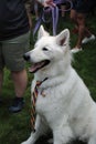 Dog Wearing a Rainbow Tie at a Pride Event, Pride Flag Raising, Rutherford, NJ, USA